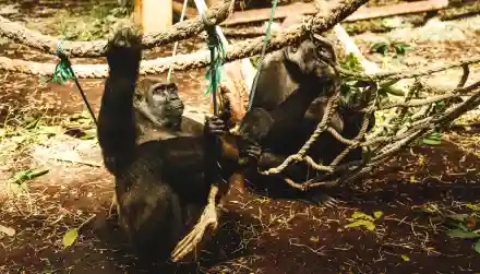 Curso primates